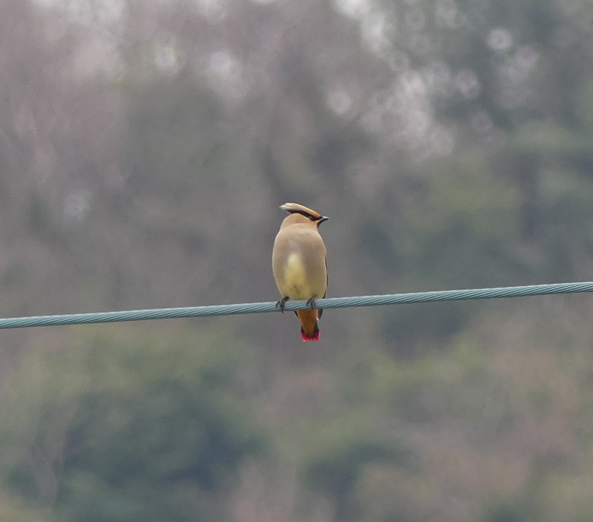 Japanese Waxwing - Leslie Hurteau