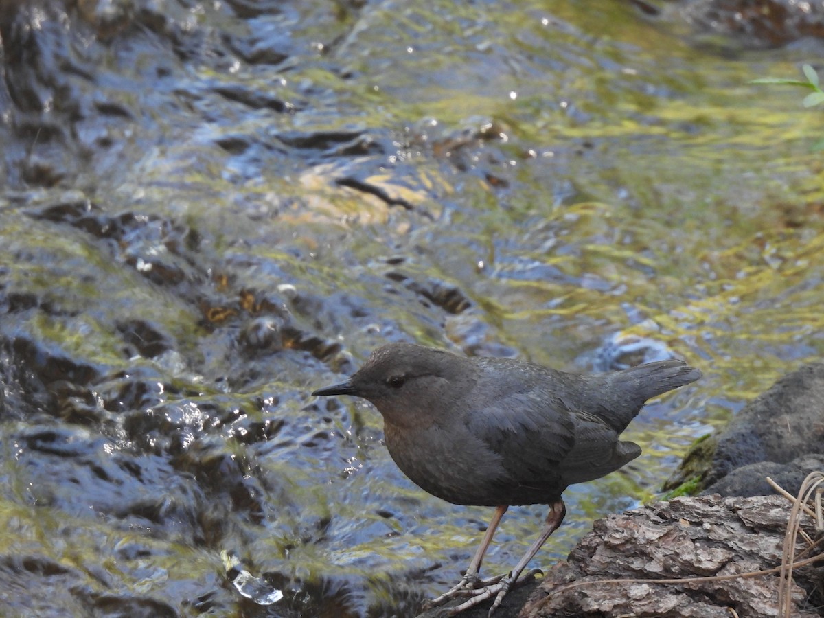 American Dipper - ML620319326