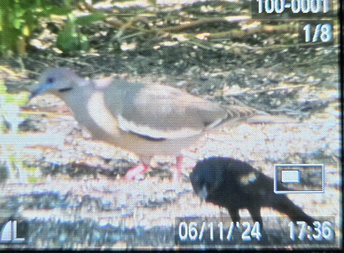 White-winged Dove - ML620319335