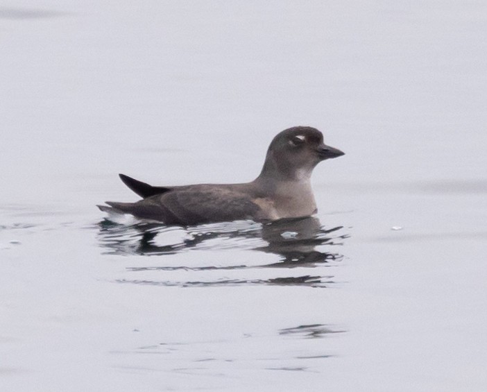 Cassin's Auklet - ML620319345