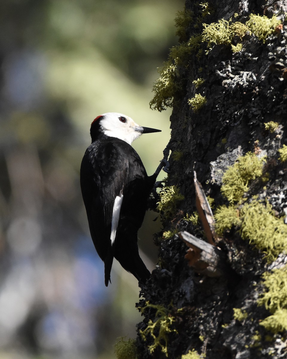 White-headed Woodpecker - ML620319355