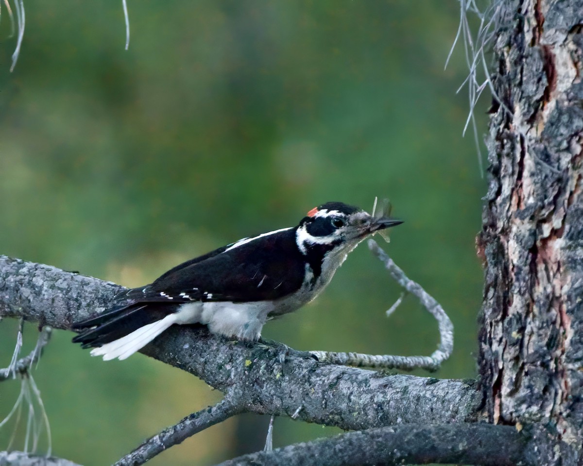 Hairy Woodpecker - ML620319360