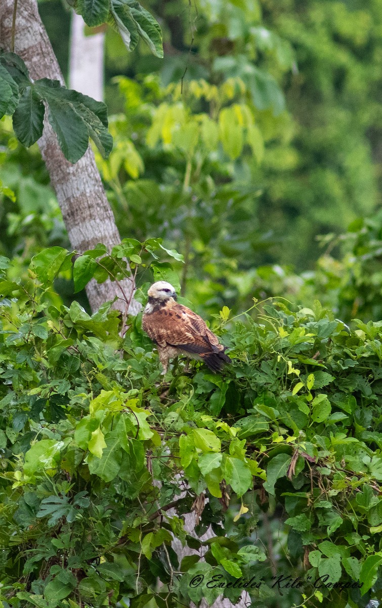 Black-collared Hawk - ML620319361