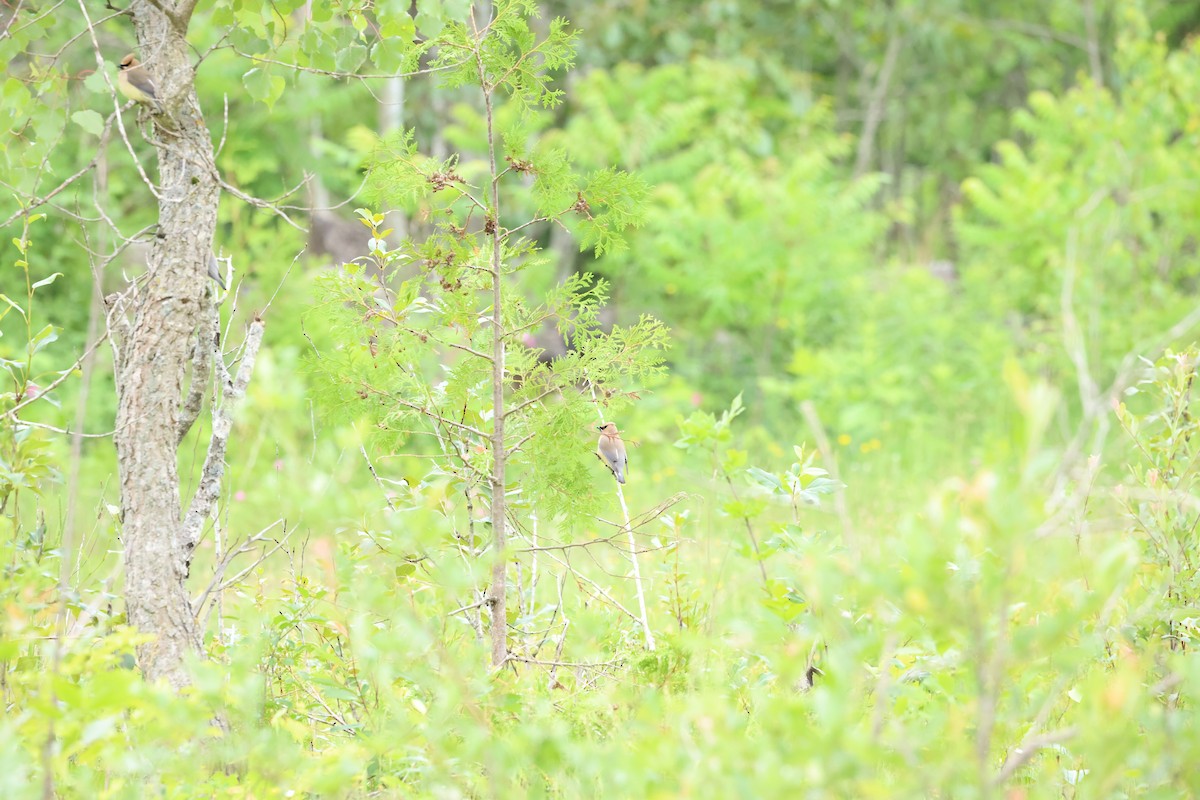 Cedar Waxwing - ML620319369