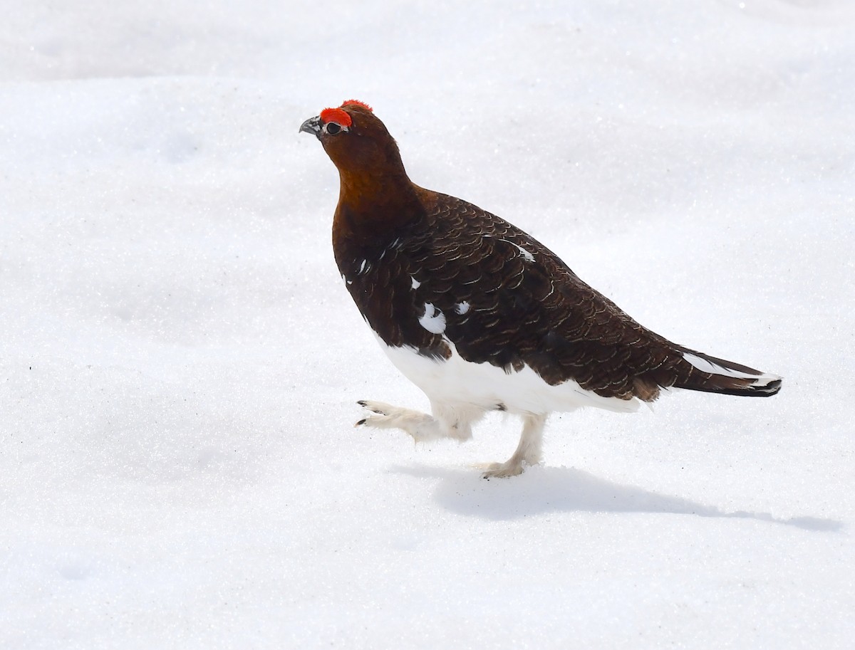 Willow Ptarmigan - ML620319373