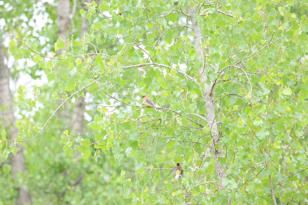 Cedar Waxwing - ML620319379