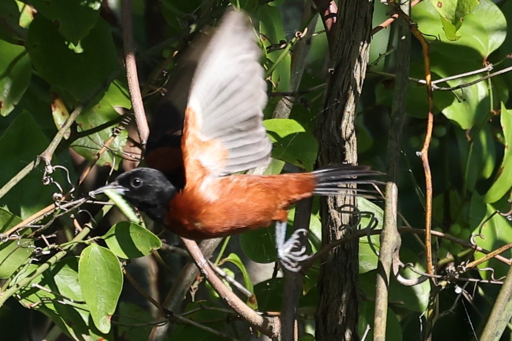 Orchard Oriole - ML620319393