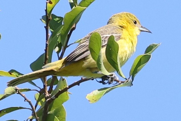 Orchard Oriole - ML620319394