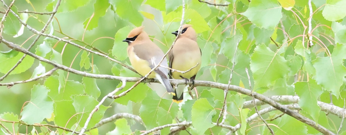 Cedar Waxwing - ML620319396