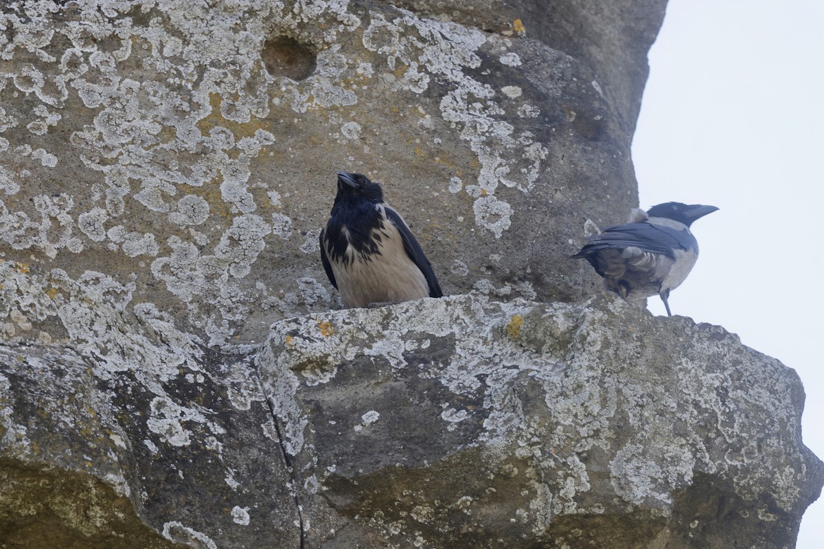 Hooded Crow - ML620319397