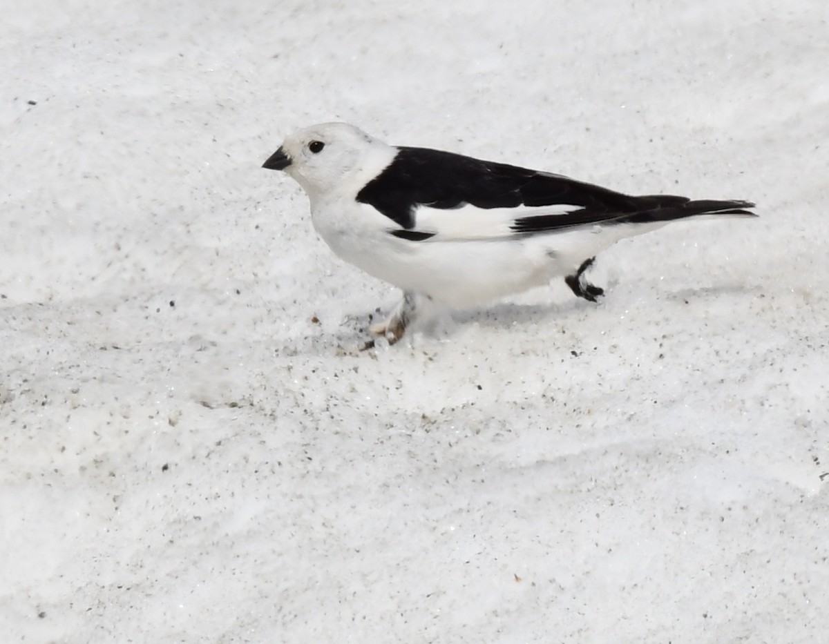 Snow Bunting - ML620319398