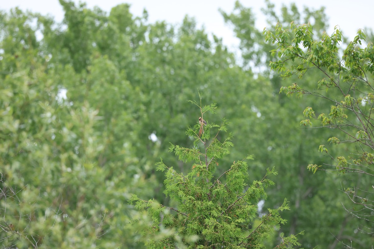 Cedar Waxwing - ML620319399