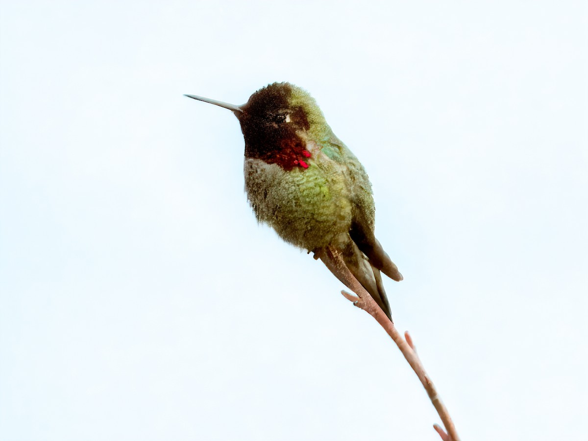 Anna's Hummingbird - ML620319408