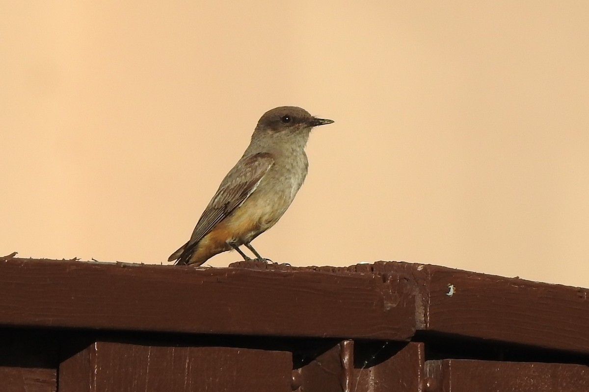 Say's Phoebe - ML620319409