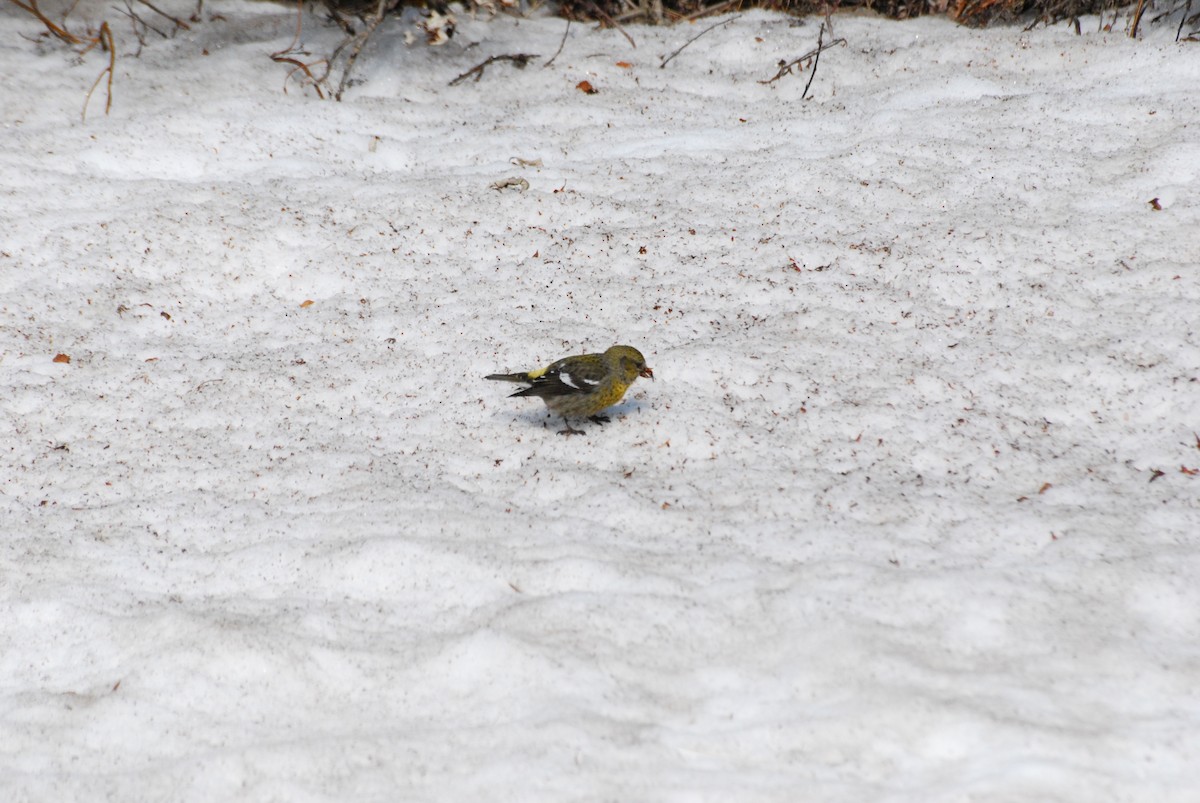 White-winged Crossbill - ML620319413