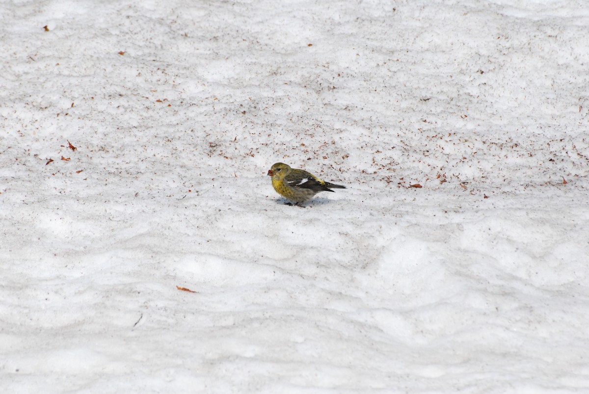 White-winged Crossbill - ML620319414