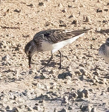 Bécasseau à croupion blanc - ML620319428