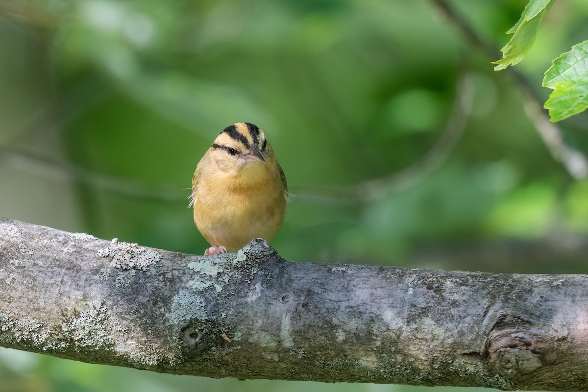 Worm-eating Warbler - ML620319448