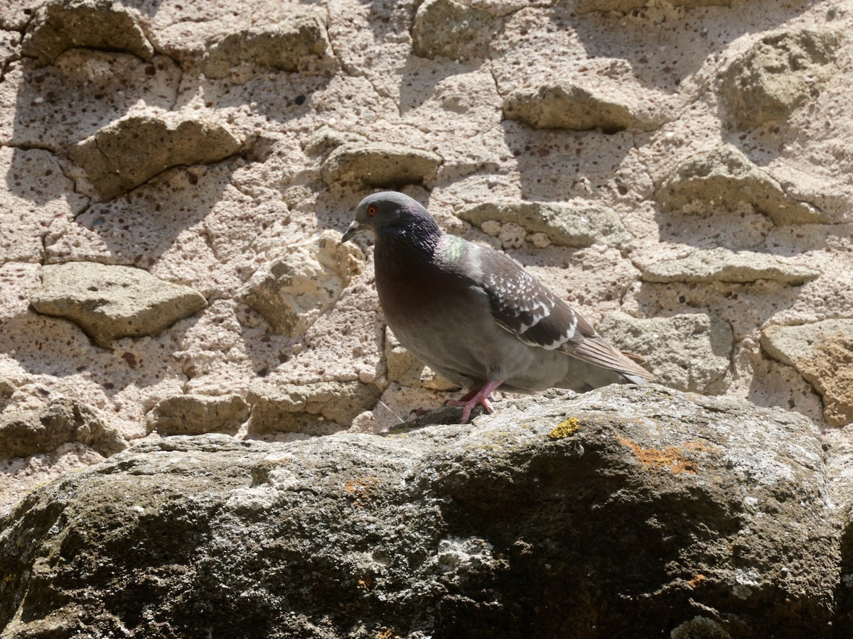 Rock Pigeon (Feral Pigeon) - ML620319449