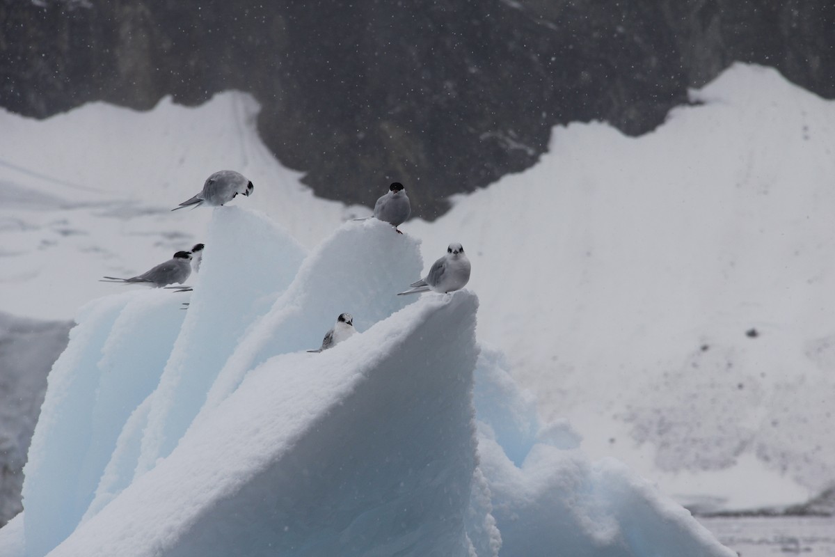 Antarctic Tern - ML620319457