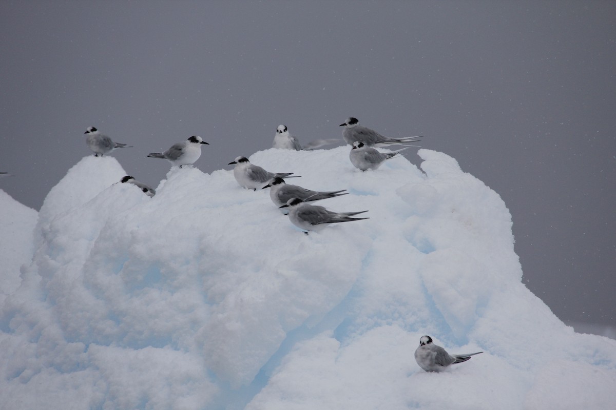 Antarctic Tern - ML620319459
