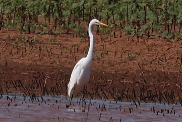 Great Egret - ML620319462