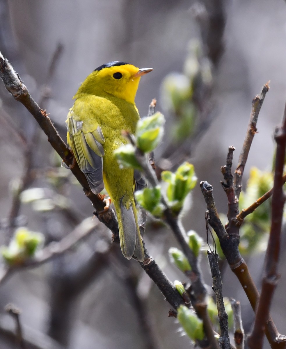 Wilson's Warbler - ML620319464