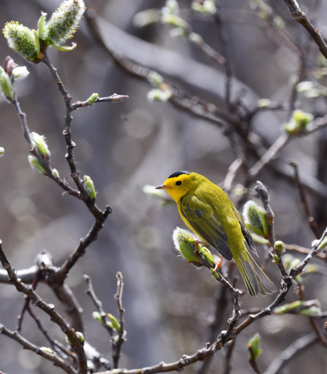 Wilson's Warbler - ML620319474