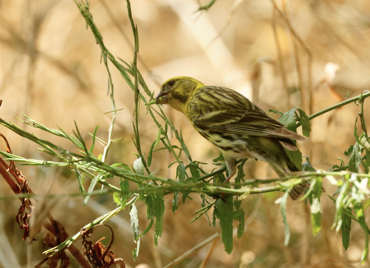 European Serin - ML620319475