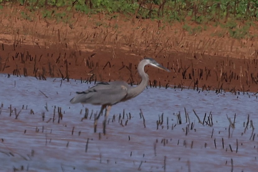 Great Blue Heron - ML620319479