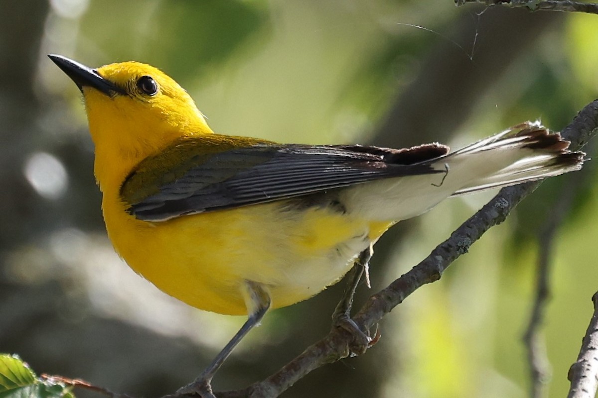 Prothonotary Warbler - ML620319485