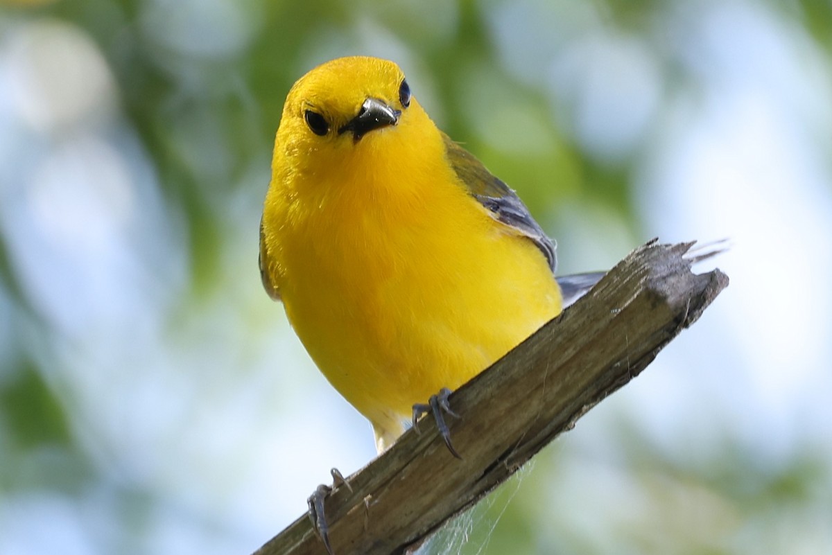 Prothonotary Warbler - ML620319486