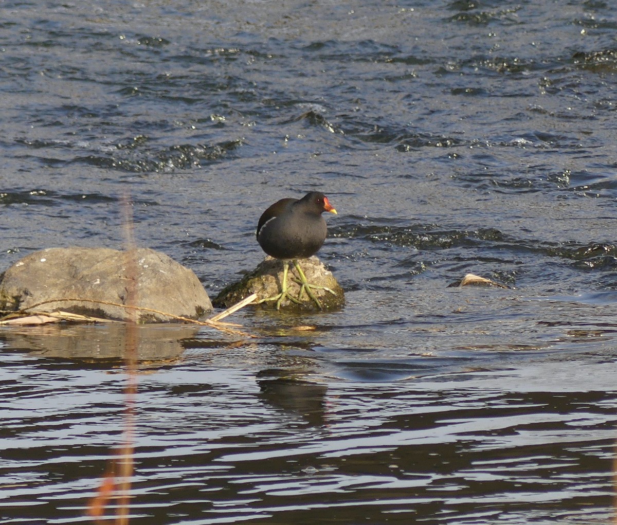 Eurasian Moorhen - ML620319487