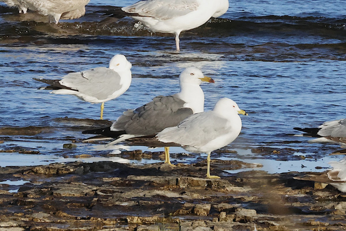 Black-tailed Gull - ML620319490