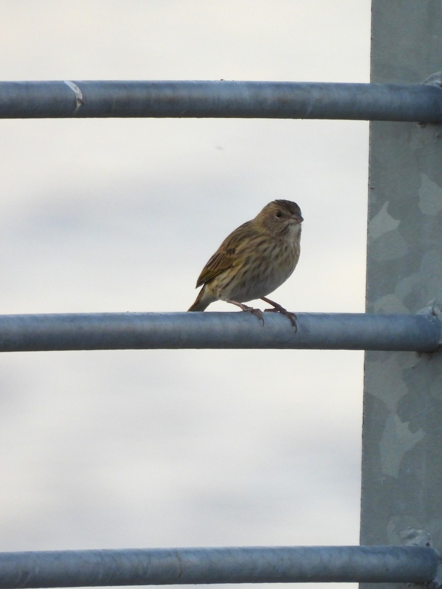 Saffron Finch - ML620319491