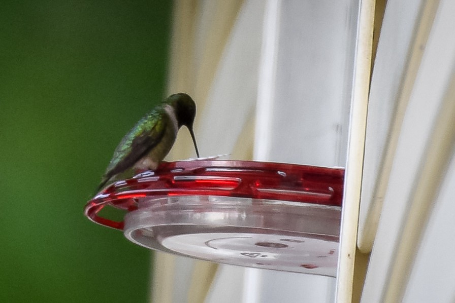 Ruby-throated Hummingbird - ML620319493