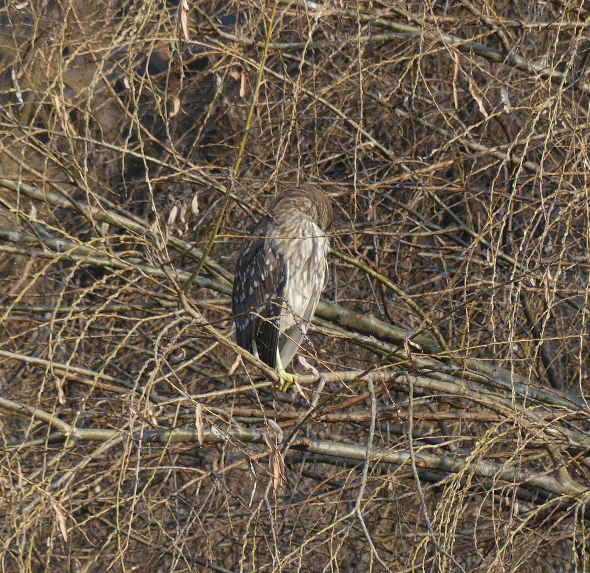 Black-crowned Night Heron - ML620319495