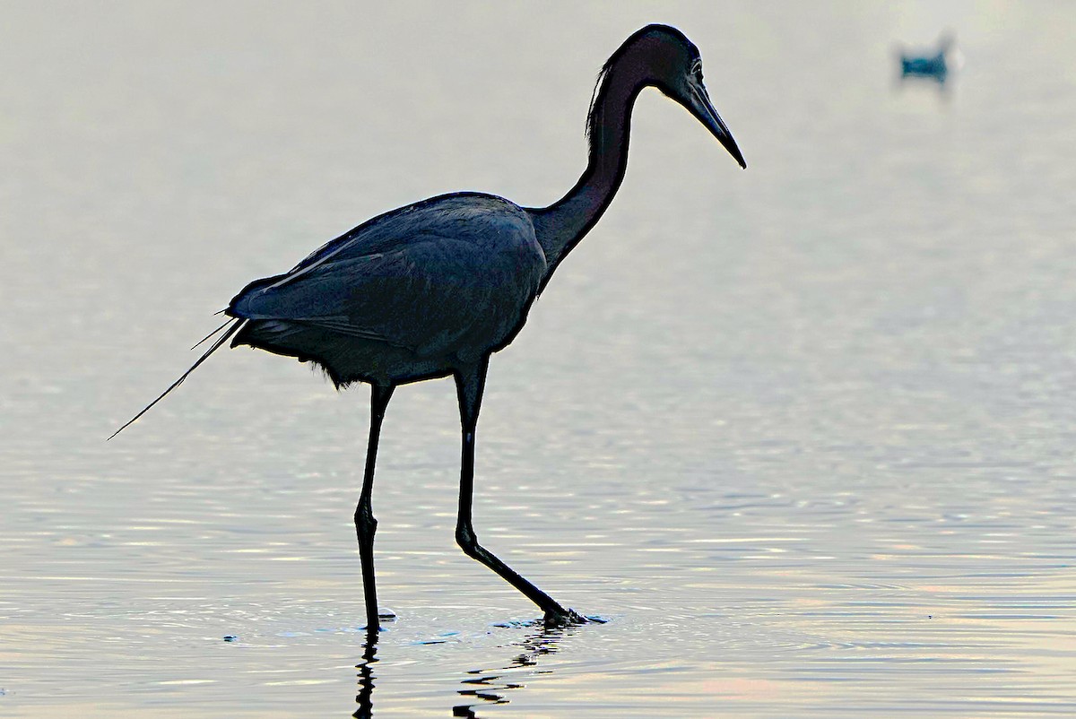 Little Blue Heron - ML620319496