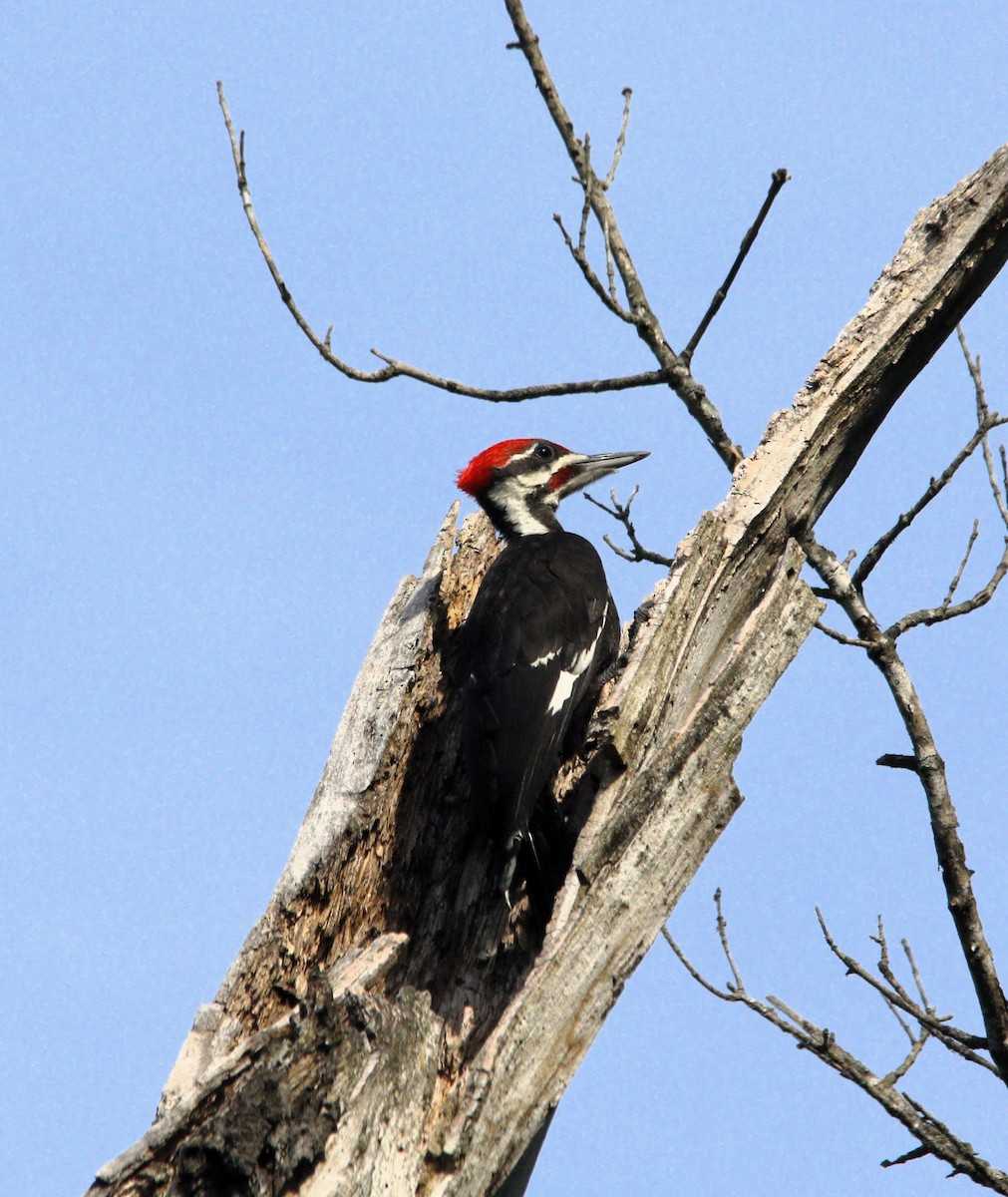 Pileated Woodpecker - ML620319501