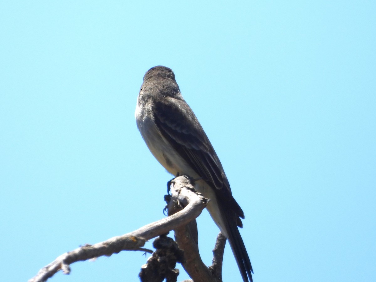 Eastern Wood-Pewee - ML620319502