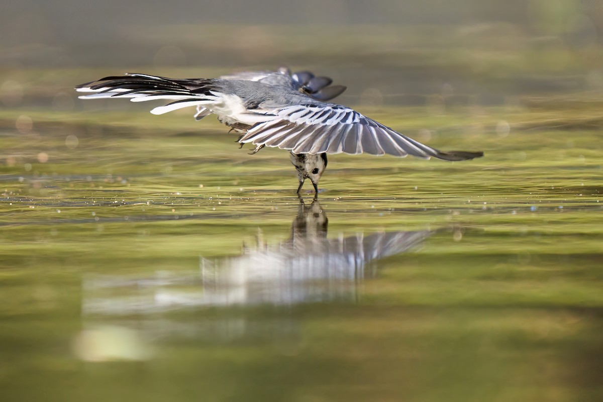 White Wagtail - ML620319506