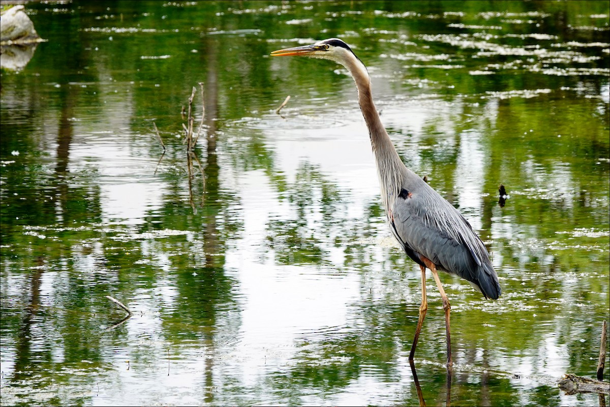 Great Blue Heron - ML620319507