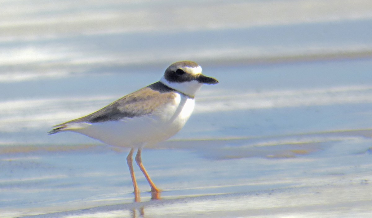 Wilson's Plover - ML62031951