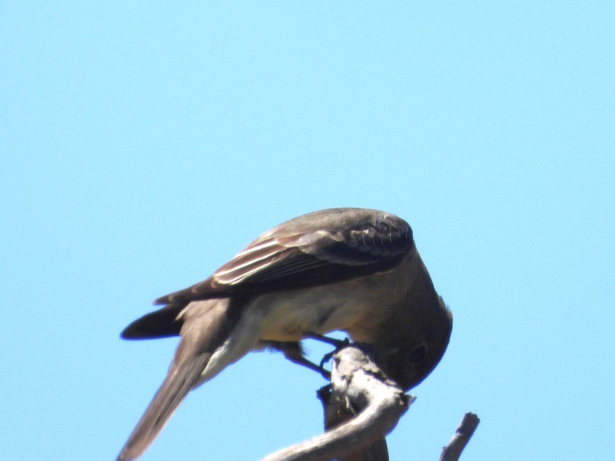 Eastern Wood-Pewee - ML620319515