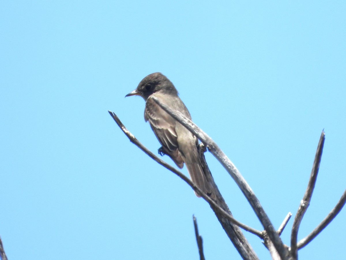 Eastern Wood-Pewee - ML620319516