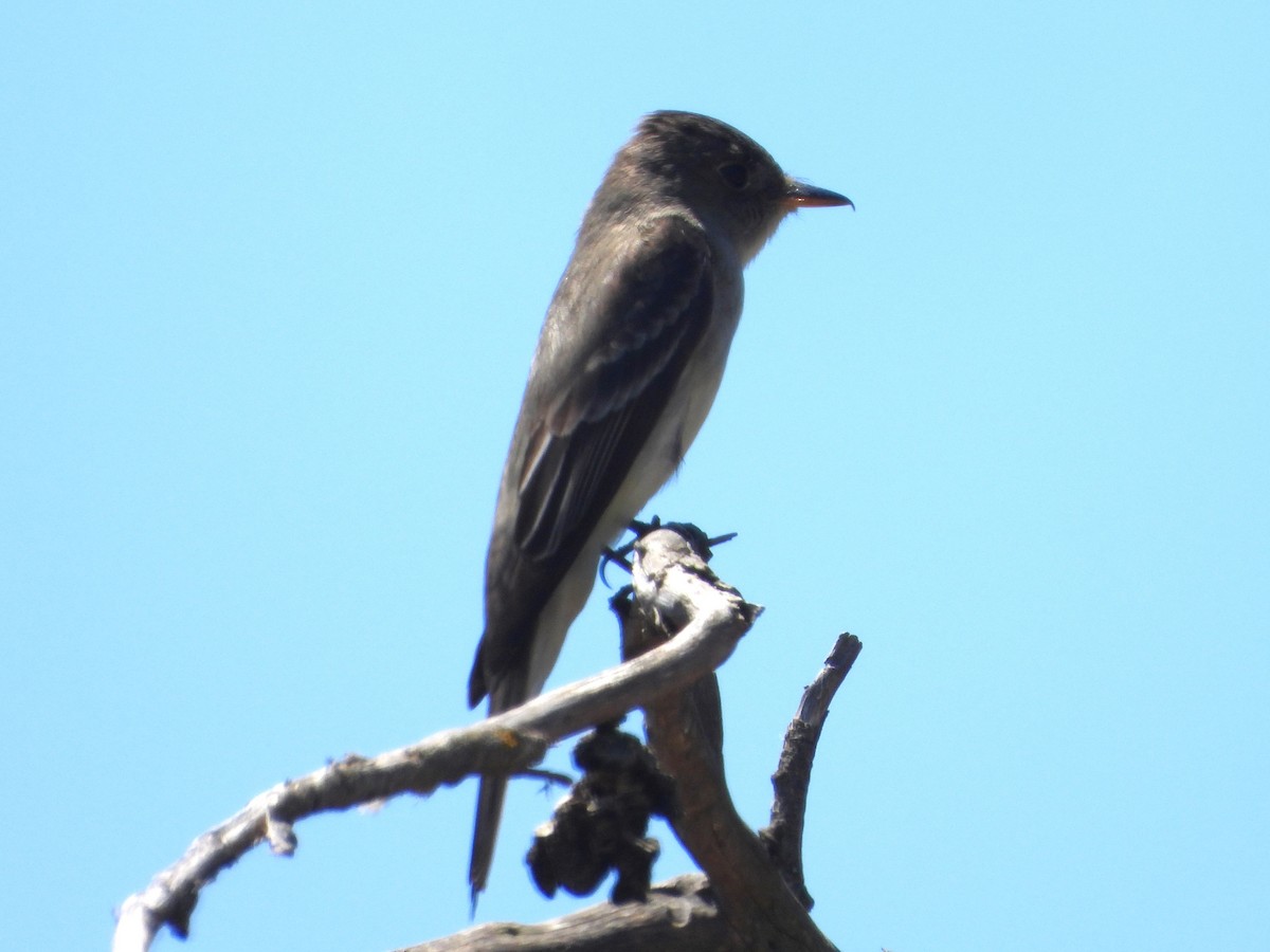 Eastern Wood-Pewee - ML620319522