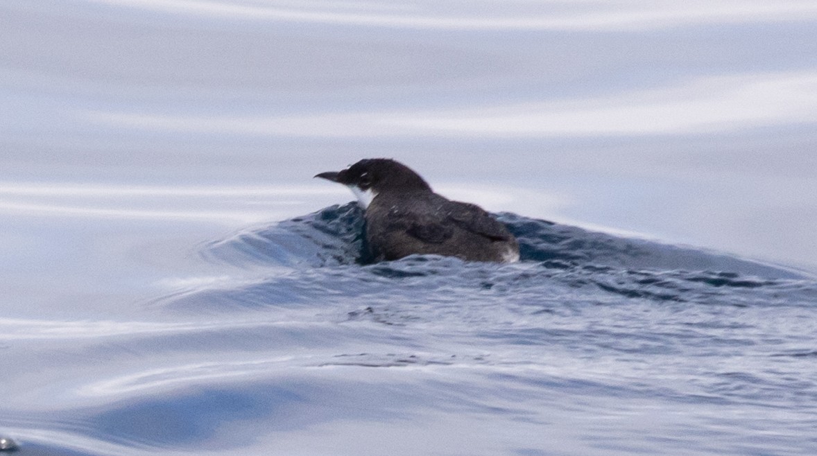 Craveri's Murrelet - ML620319528