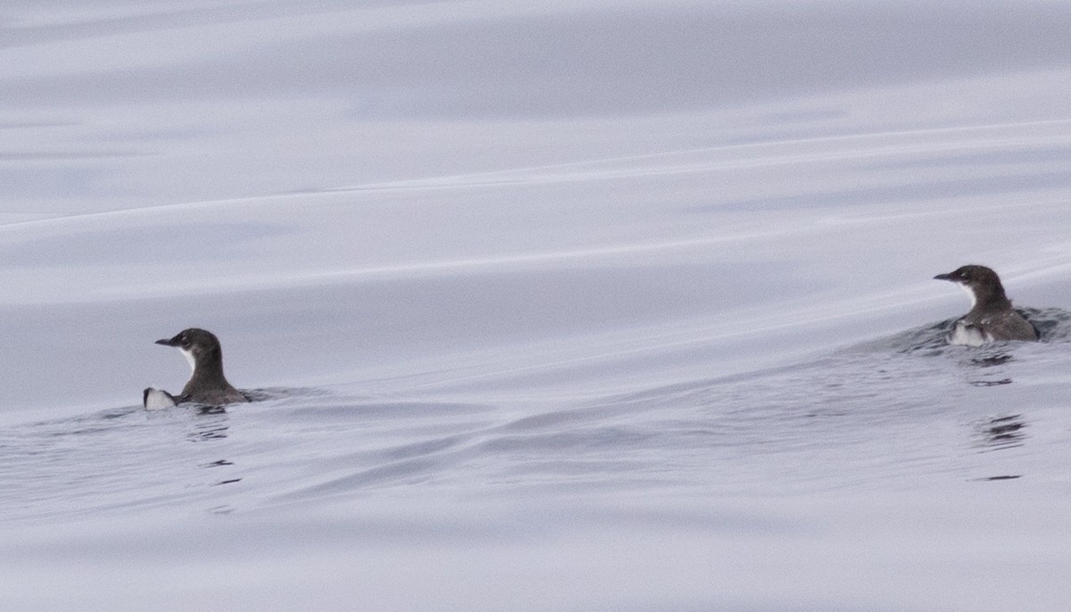 Craveri's Murrelet - David Barton