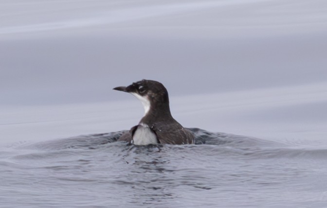 Craveri's Murrelet - ML620319534