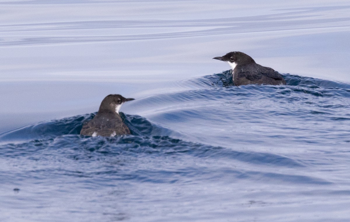 Craveri's Murrelet - ML620319535